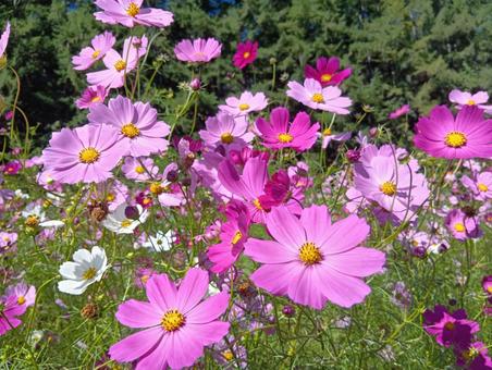 遠軽町「太陽の丘えんがる公園」コスモス園 秋桜,秋,花の写真素材