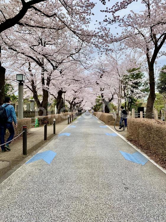 青山霊園の桜並木 さくら,サクラ,桜の写真素材