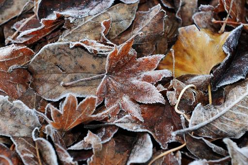 霜が降りたもみじの落ち葉 枯れ葉,植物,もみじの写真素材