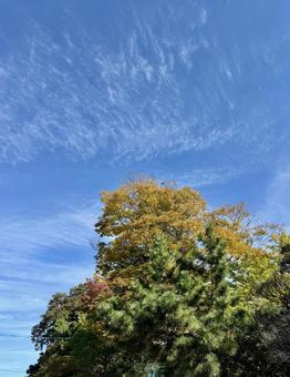 秋の空登る 青空,空,天気の写真素材