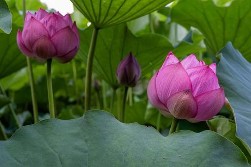 蓮の花の蕾達 蓮の花の蕾達 蓮,蓮の花,蕾の写真素材