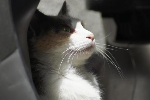 ねこ 箱座り,飼い猫,家猫の写真素材