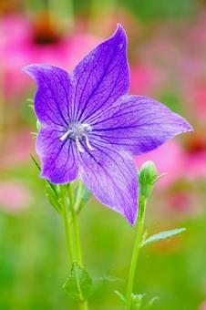 キキョウ⑼ キキョウ⑼ 花,植物,キキョウの写真素材
