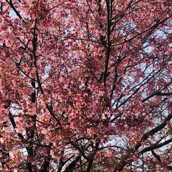 桜 桜 春,花,季節の写真素材