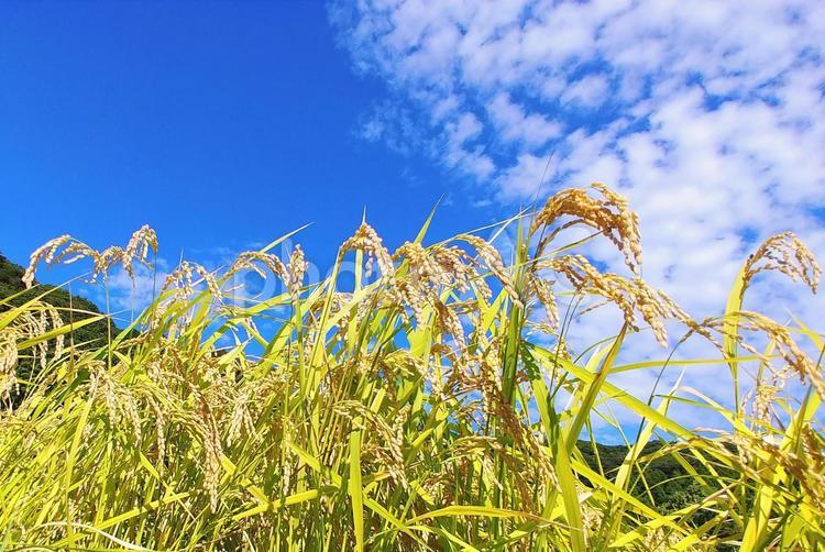 秋の風景/黄金色に色づいた稲穂と青空2 稲穂,稲,米の写真素材