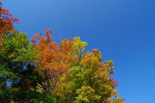 紅葉 紅葉 紅葉,秋,スペースの写真素材