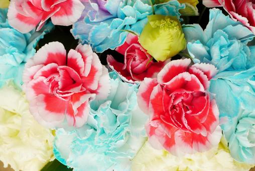 カラフルなカーネーション カーネーション,花束,カラフルの写真素材