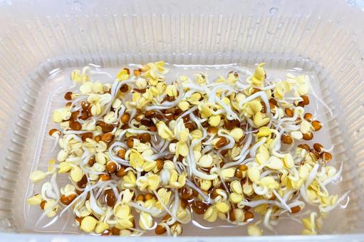 発芽3日目のかいわれ大根 発芽3日目のかいわれ大根 カイワレダイコン,かいわれ,かいわれ大根の写真素材