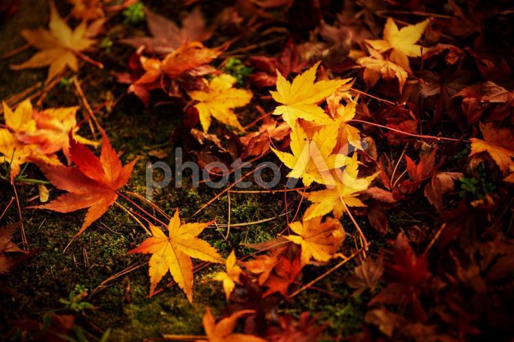 黄色や赤色のカエデの落ち葉 落葉,カエデ,紅葉の写真素材