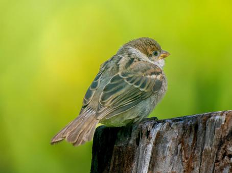 切り株にとまるスズメ 切り株にとまるスズメ スズメ,雀,鳥の写真素材