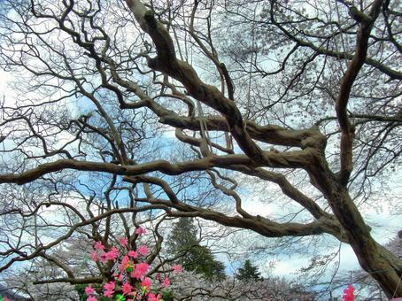 Photo, wood, dry, branch, 
