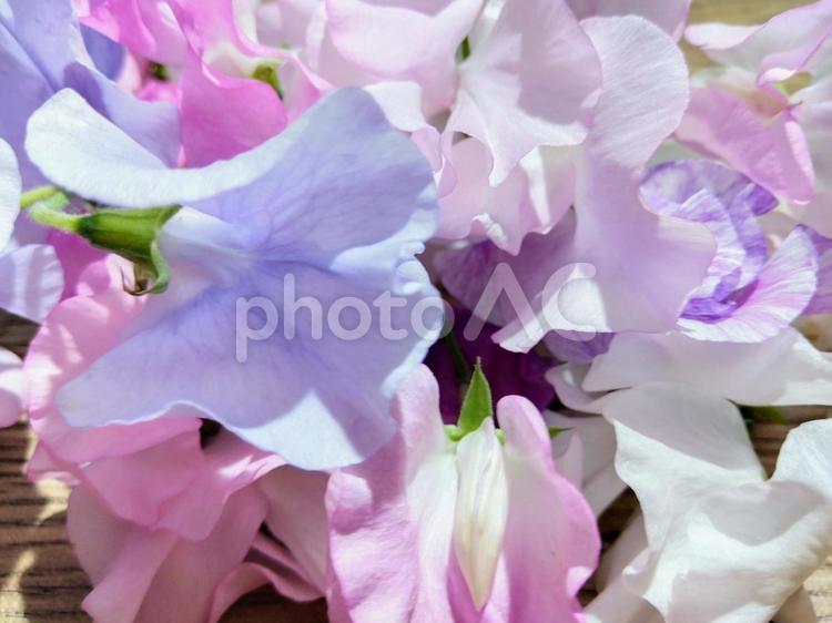 スイートピーの花たち スイートピー,素材,背景の写真素材
