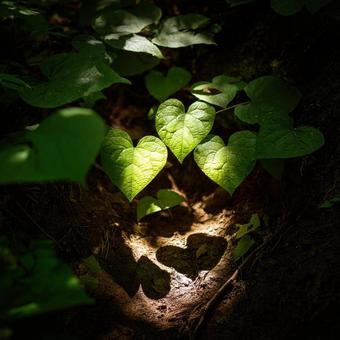 秋の森に浮かぶロマンチックなハートの写真