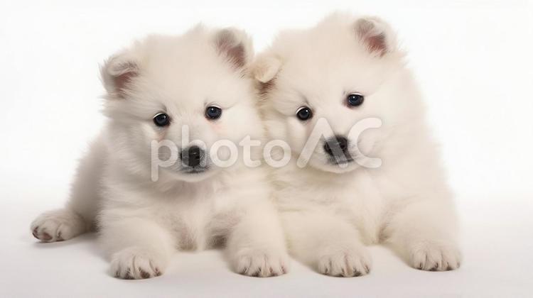 ジャパニーズ・スピッツの子犬2 犬,イヌ,いぬの写真素材