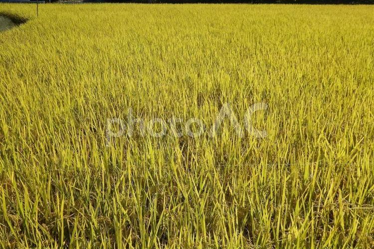 【風景写真】田んぼは黄金色 自然,風景,景色の写真素材
