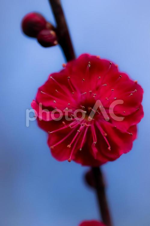 パァっと咲いた赤い梅の花 梅,花,ウメの写真素材