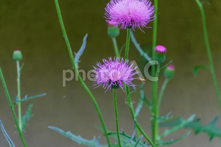 アザミの花に引き寄せられるハナアブ アザミ,花,花びらの写真素材