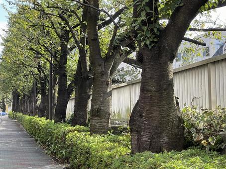 神田川9月:秋の並木道 2025 神田川9月:秋の並木道 2025 並木道,緑樹,樹木の写真素材