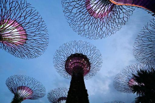 ガーデンズ・バイ・ザ・ベイ  ガーデンズ・バイ・ザ・ベイ  ガーデンズ・バイ・ザ・ベイ,シンガポール,イルミネーションの写真素材