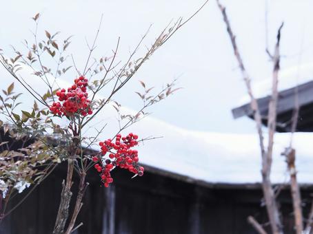 南天 南天,実,赤の写真素材