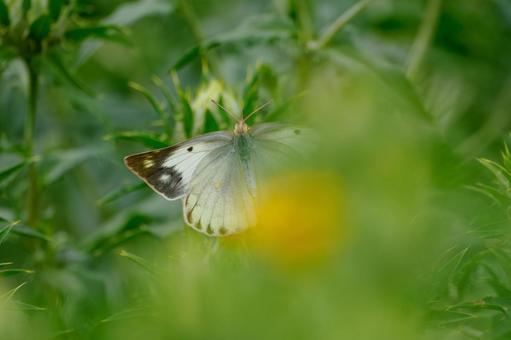 Monad butterfly (30), JPG