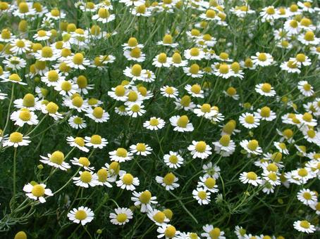 ジャーマンカモミール 咲く風景 ジャーマンカモミール,ハーブ,頭状花の写真素材