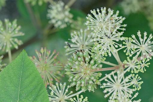 シシウド 花,草花,フラワーの写真素材