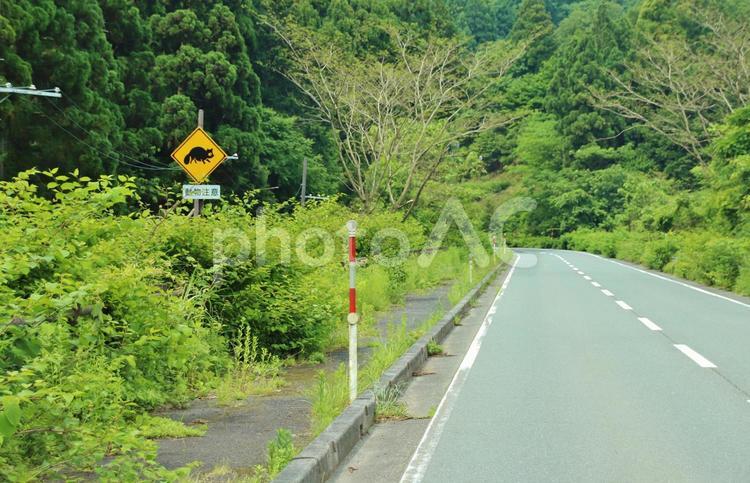 動物注意の標識　たぬき 標識,動物注意,道路の写真素材