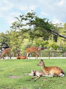 A mother and baby deer spend an afternoon in Nara Park, JPG