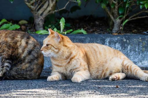 猫(230) 猫(230) 猫,食肉目,ネコ科の写真素材
