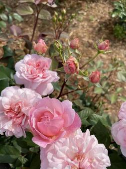 薔薇 薔薇の写真