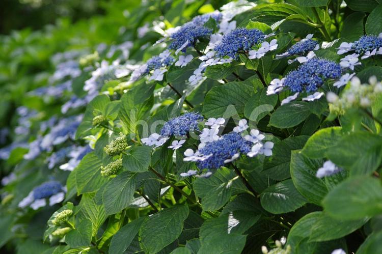 梅雨の晴れ間のガクアジサイ ガクアジサイ,紫陽花,青色の写真素材