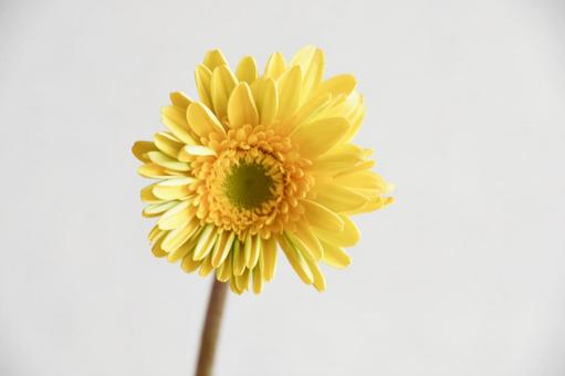 黄色いガーベラ 黄色いガーベラ ガーベラ,黄色,花の写真素材