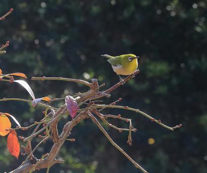 鳥 鳥の写真