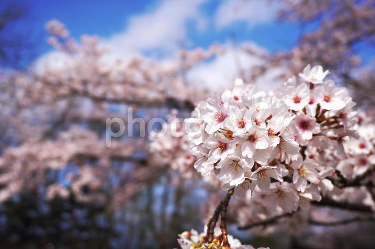 桜のイメージ 春,spring,花の写真素材