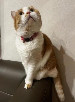 猫 猫の写真
