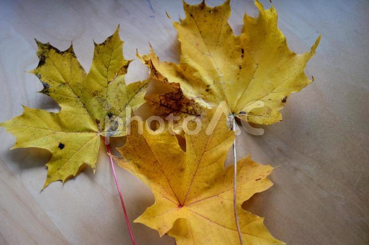 秋のカエデの葉 秋,カエデ,紅葉の写真素材