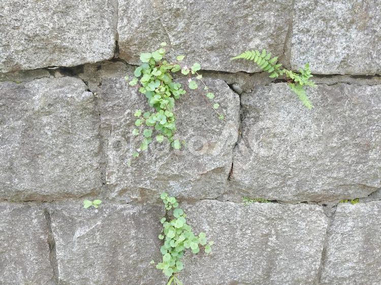 石垣と植物 植物,壁,緑の写真素材