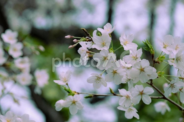 ソメイヨシノの花 桜,春,花の写真素材