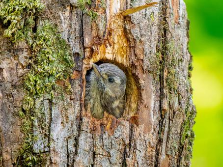 巣穴から顔を出すコゲラ 巣穴から顔を出すコゲラの写真