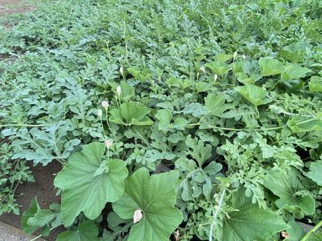 カボチャとスイカのツル カボチャとスイカのツル カボチャ,芽,野菜の写真素材