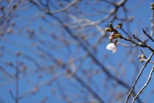 桜 桜の写真