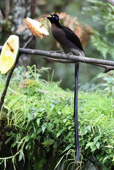 チャイロカマハシフウチョウ チャイロカマハシフウチョウの写真