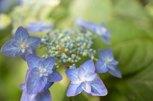 あじさい あじさい 紫陽花,あじさい,ガーデンの写真素材