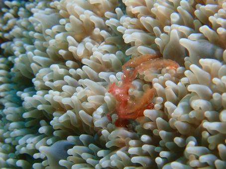 オランウータンクラブ オランウータンクラブ,カニ,海の写真素材