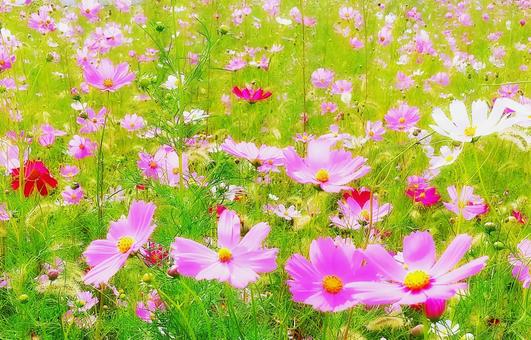 ピンク系コスモス畑 ピンク系コスモス畑 コスモス,花畑,花の写真素材