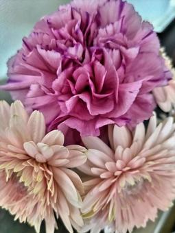 ガーベラとカーネーション フラワー,ピンク,ガーベラの写真素材