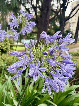 Agapanthus, JPG