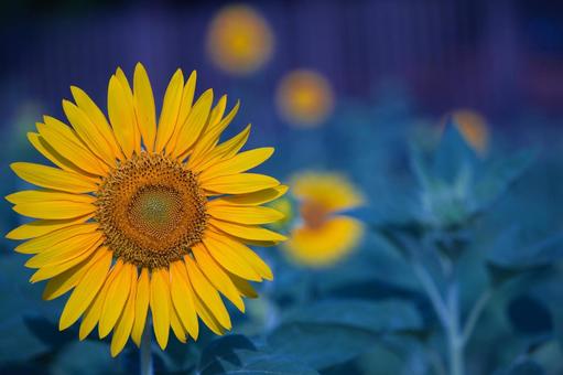 Photo, sunflower, beautiful, sun, 