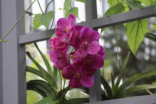柵の間に咲く赤紫色の花びらのバンダの花 柵の間に咲く赤紫色の花びらのバンダの花 バンダ,柵,間の写真素材